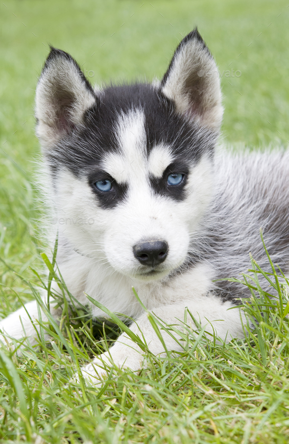 siberian husky puppy Stock Photo by perutskyy | PhotoDune